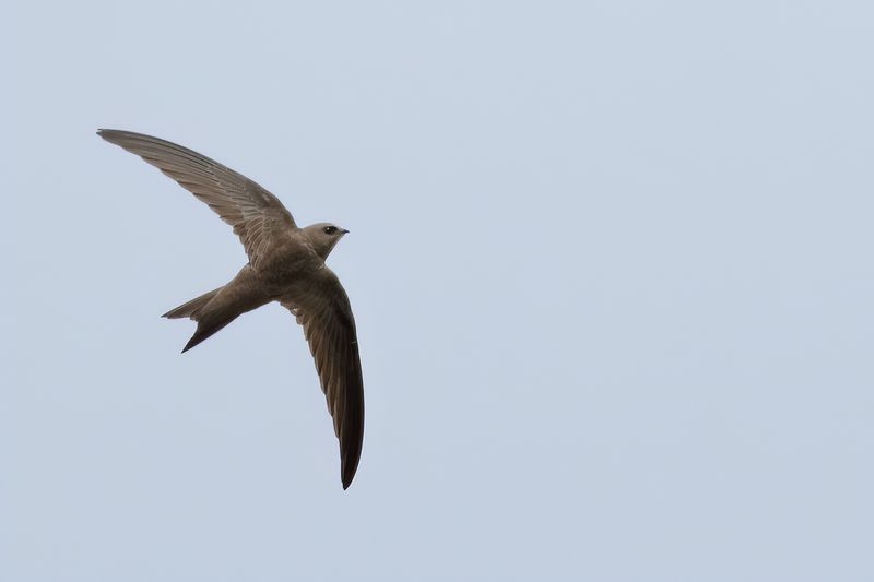 Pallid Swift  (Apus pallidus)