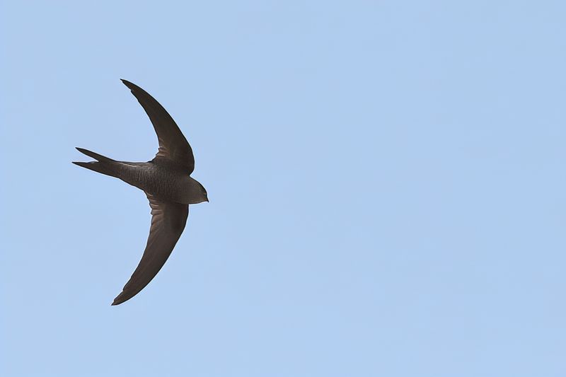 Plain Swift (Apus unicolor)