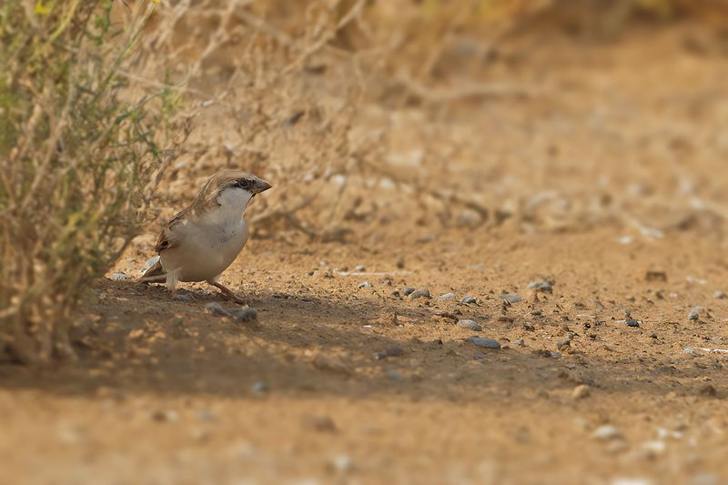 Indian Sparrow (Passer indicus ssp hufufae)