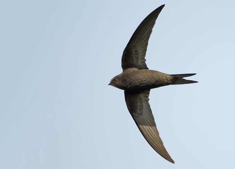 Common Swift (Apus apus) 