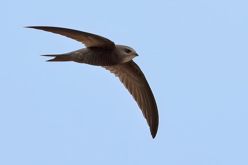 Pallid Swift  (Apus pallidus)