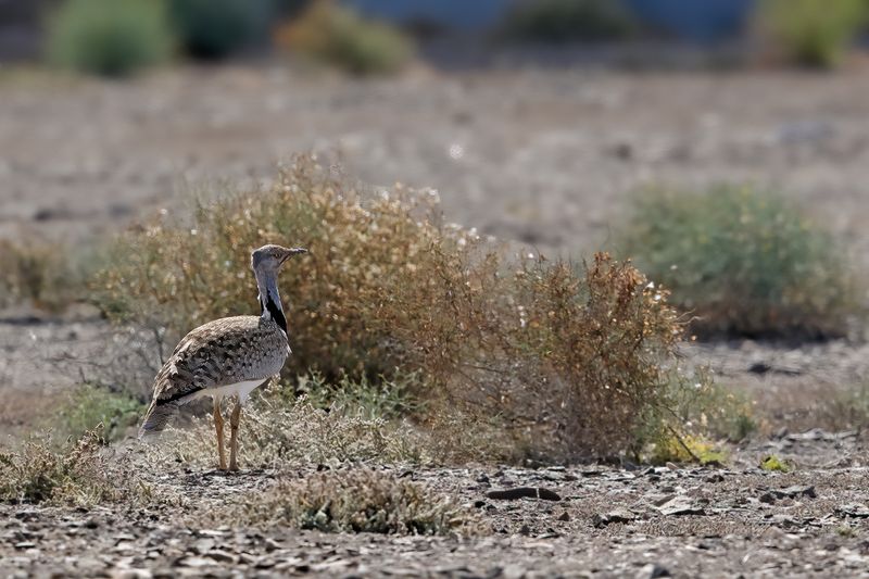 Canarian Houbara Bustard (Chlamydotis undulata fuertaventurae)