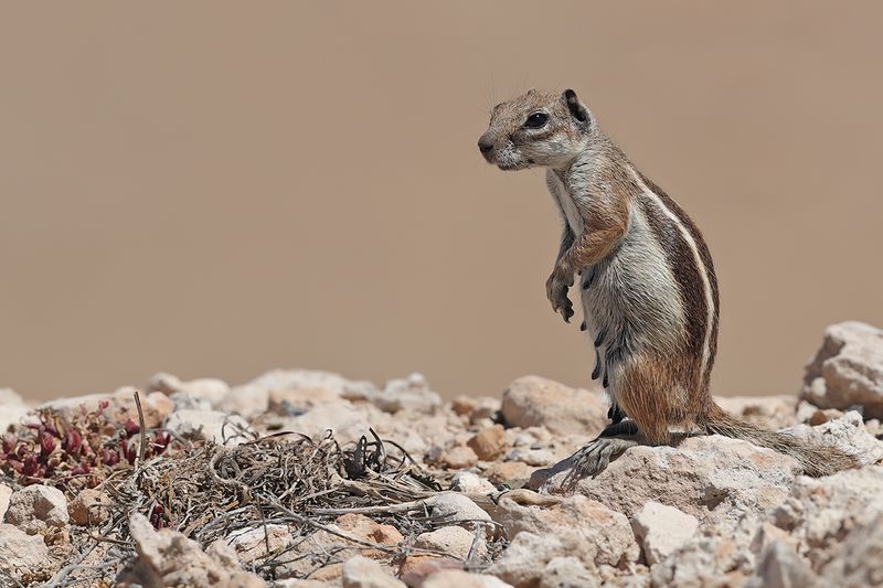 Gallery Barbary ground squirrel 