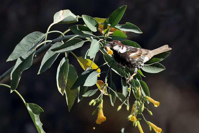 Spanish Sparrow  (Passer hispaniolensis)