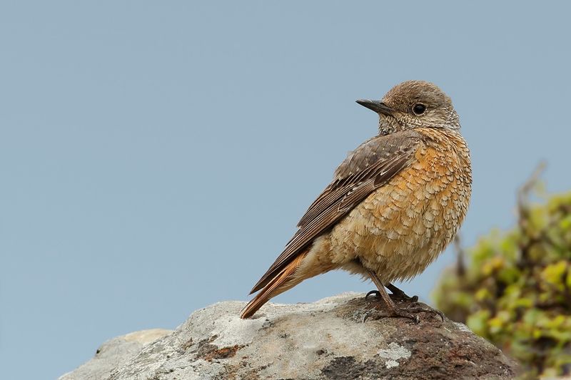 Rock Thrush (Monticola saxatilis)