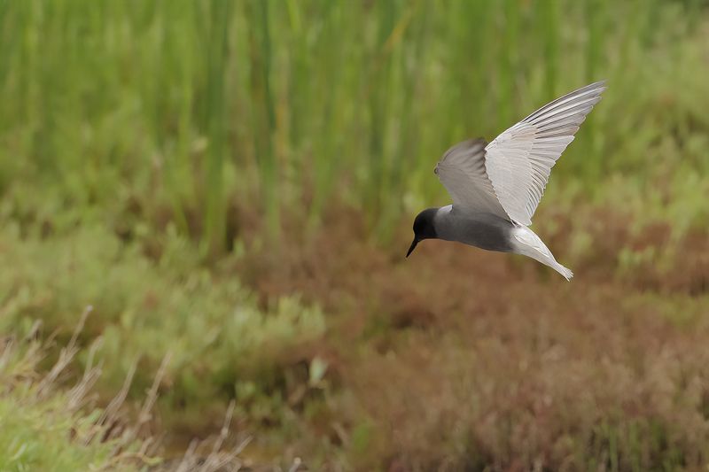 Black Tern (Chlidonias niger)