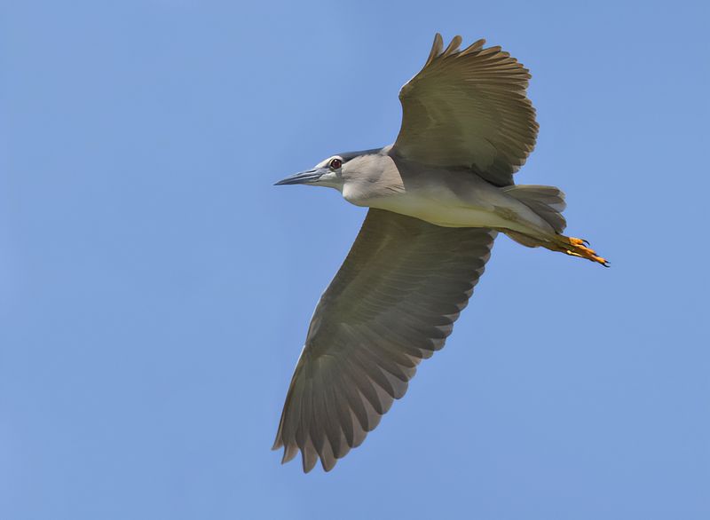 Black-crowned Night Heron ( Nycticorax nycticorax)