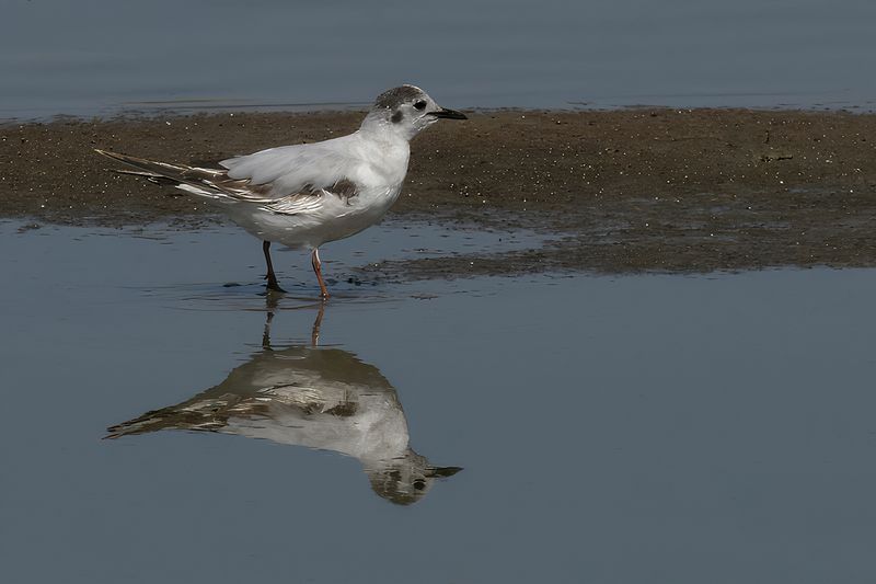 Little Gull (Hydrocoloeus minutus)