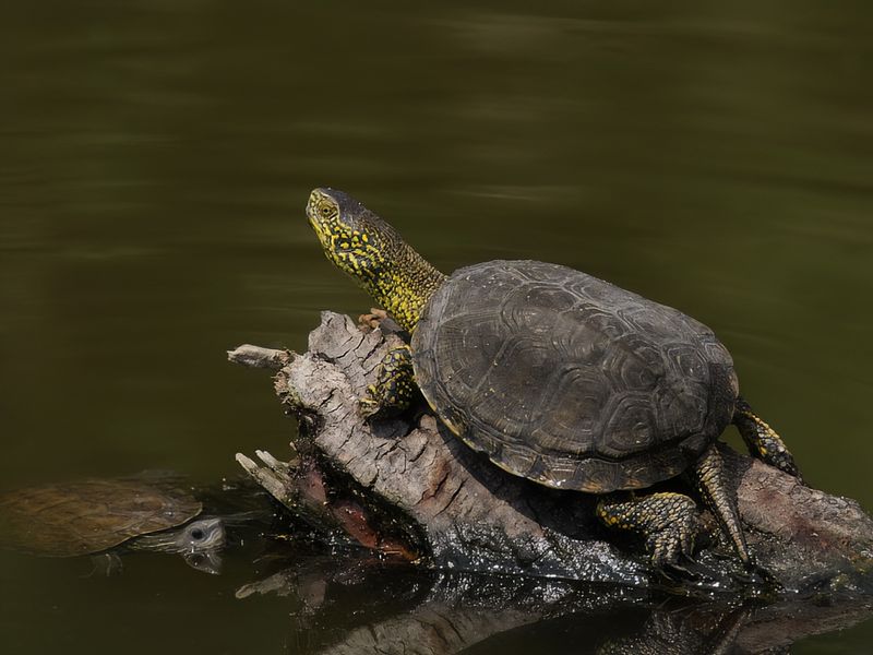European pond terrapin (Emys orbicularis)