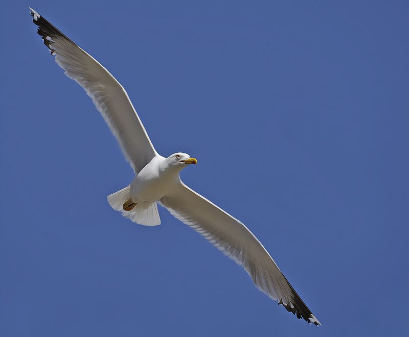 Yellow-legged Gull - (Larus michahellis ssp. michahellis)