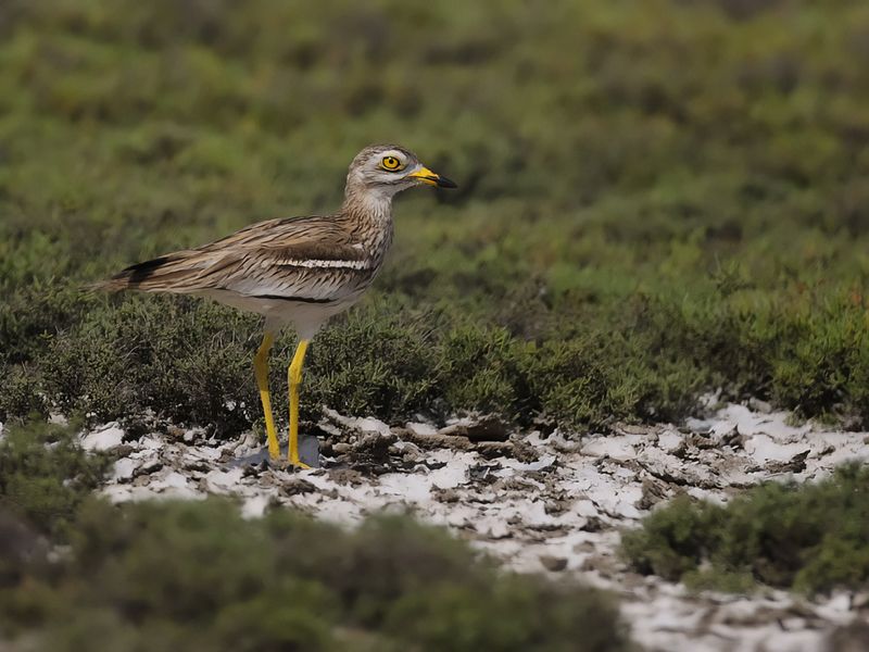 Eurasian Stone-Curlew (Burhinus oedicnemus) 