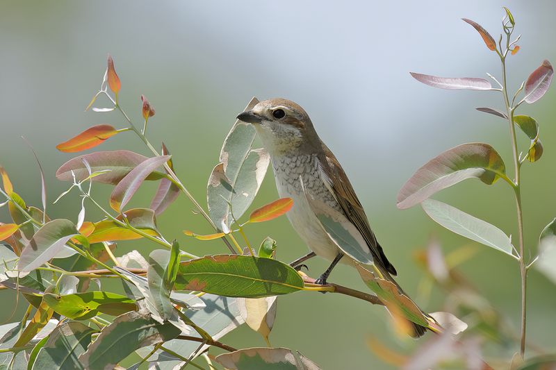 Red-backed Shrike (Lanius collurio)