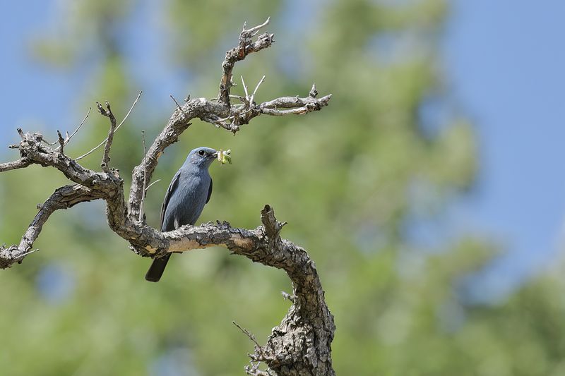 Blue Rock-Thrush (Monticola solitarius)