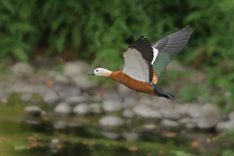 Ruddy Shelduck  (Tadorna ferruginea)