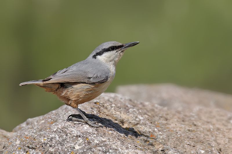 Rock Nuthatch (Sitta neumayer)