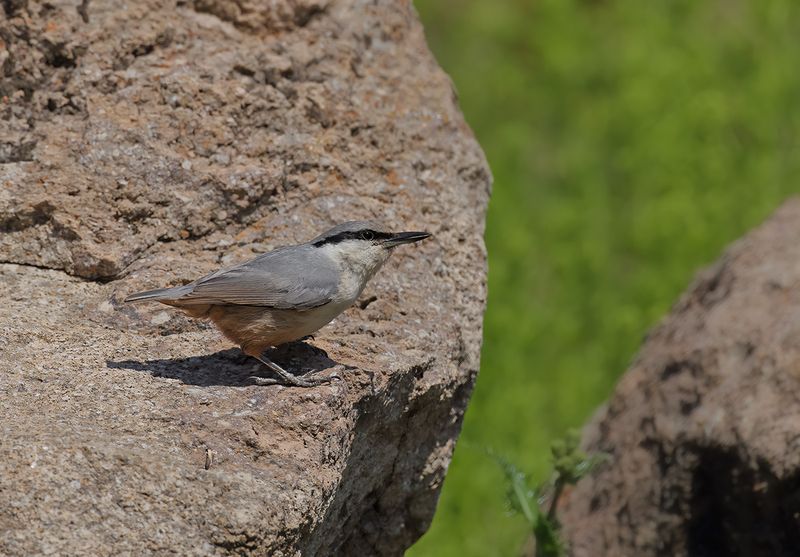 Rock Nuthatch (Sitta neumayer)