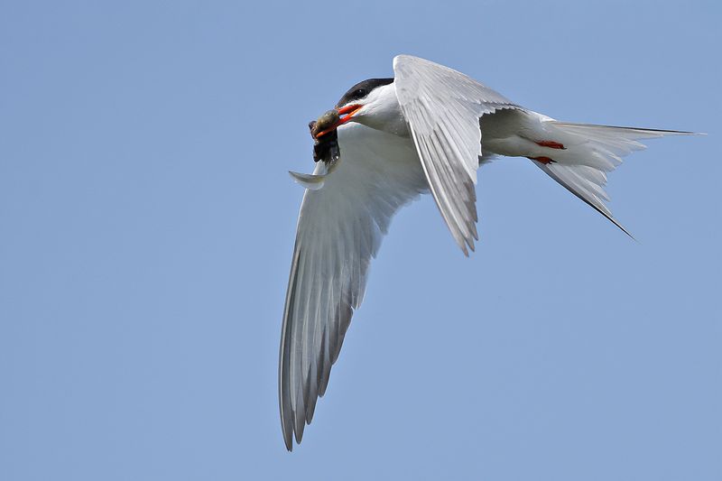 Common Tern (Sterna hirundo)