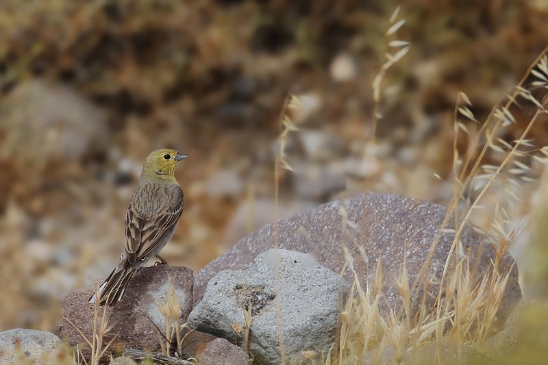 Cinereous Bunting (Emberiza cineracea)	