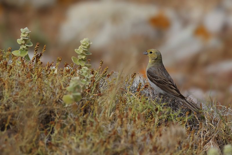 Cinereous Bunting (Emberiza cineracea)	
