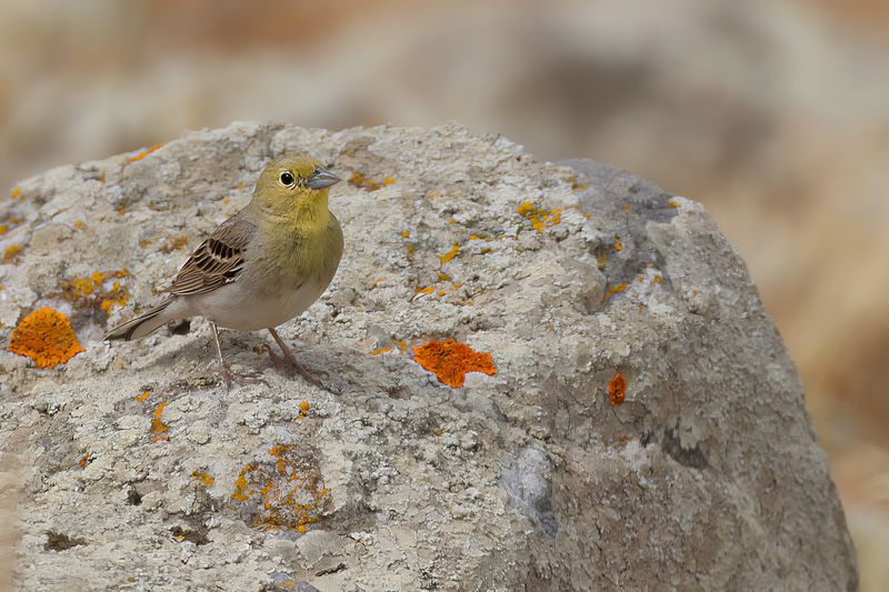 Cinereous Bunting (Emberiza cineracea)	