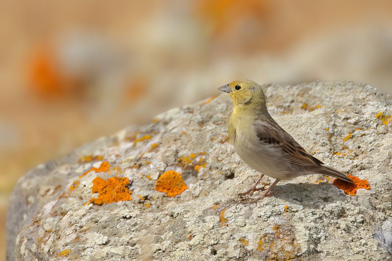 Cinereous Bunting (Emberiza cineracea)	
