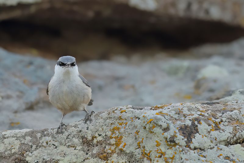 Rock Nuthatch (Sitta neumayer)