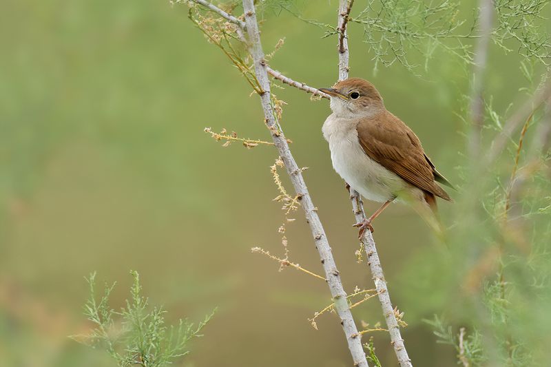 Nightingale (Luscinia megarhynchos)	