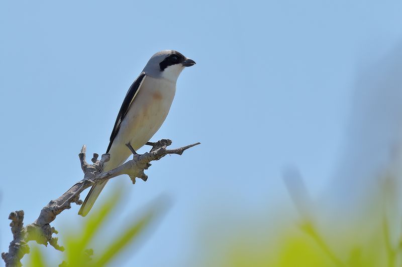 Lesser Grey shrike (Lanius minor)