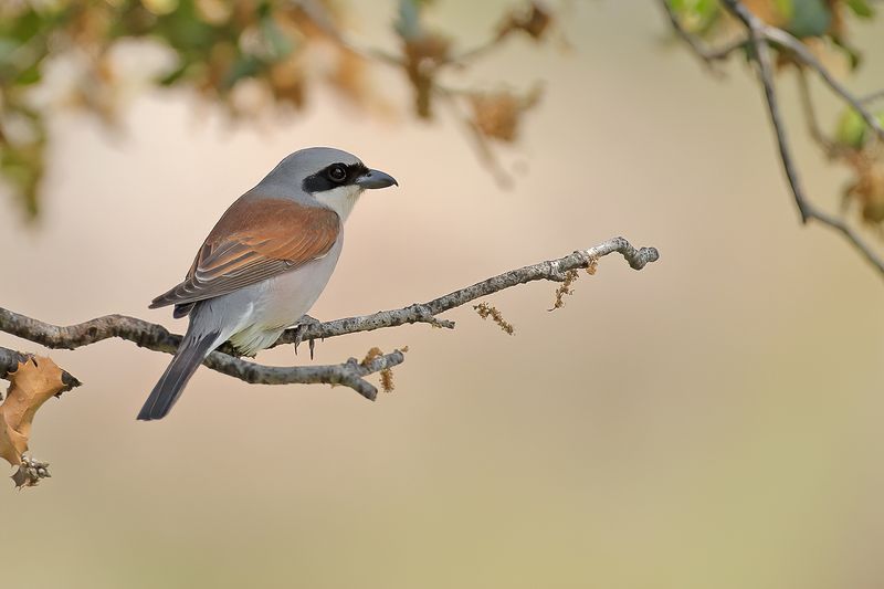 Red-backed Shrike (Lanius collurio)