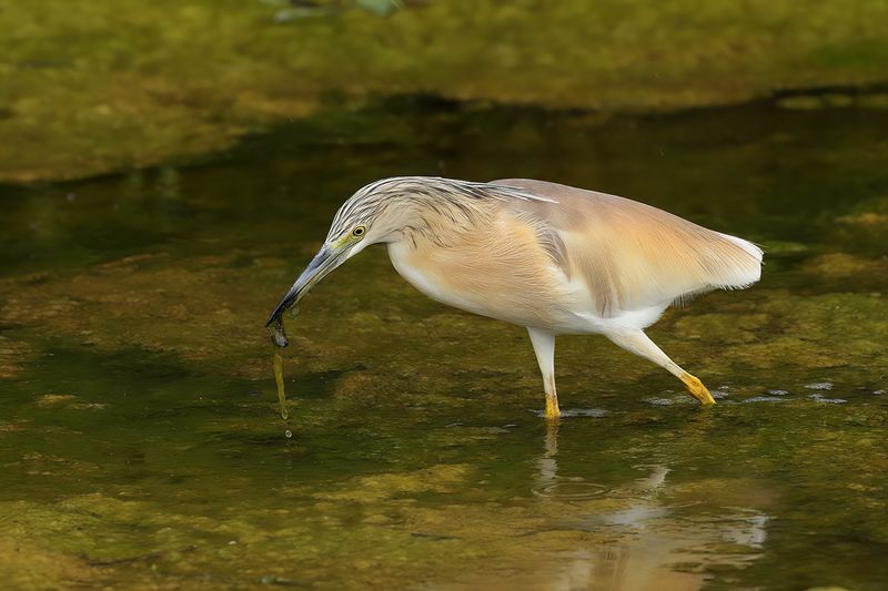 Squacco Heron (Ardeola ralloides)