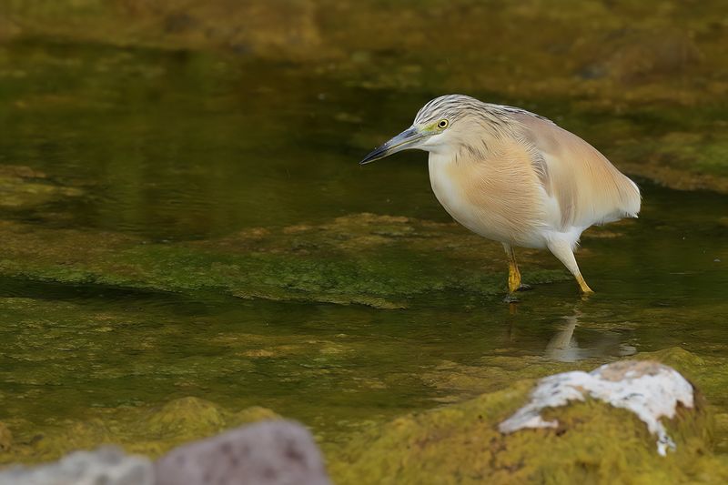 Squacco Heron (Ardeola ralloides)