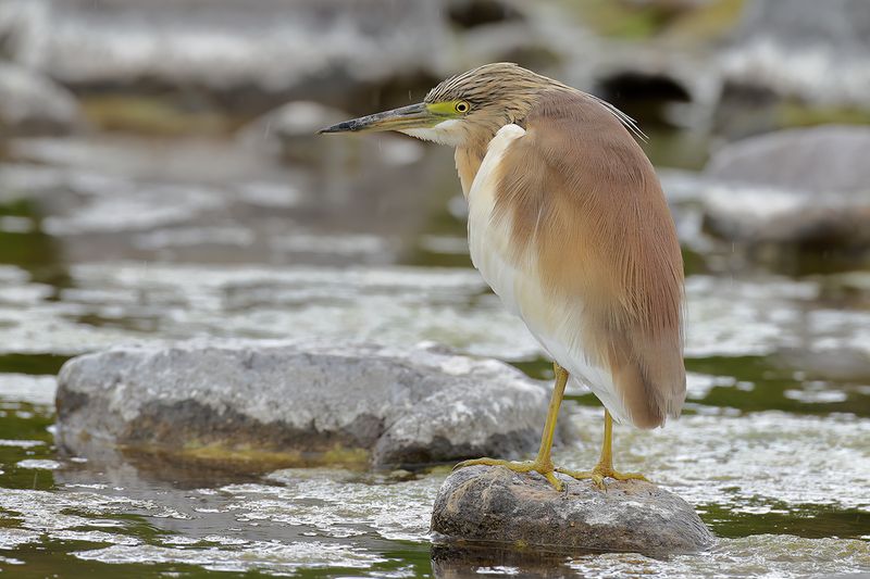 Squacco Heron (Ardeola ralloides)
