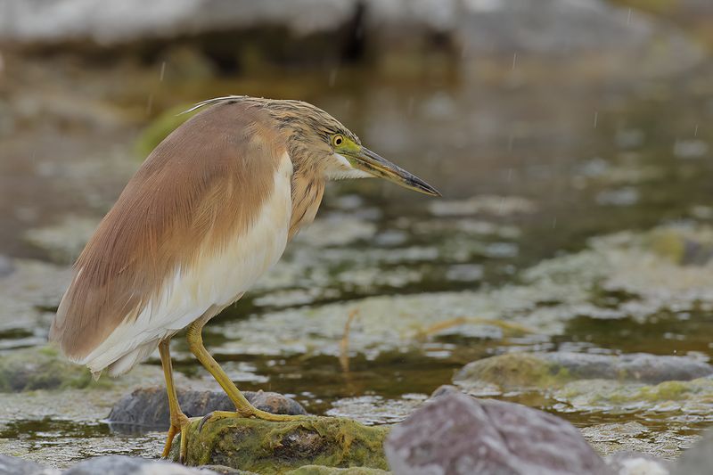 Squacco Heron (Ardeola ralloides)
