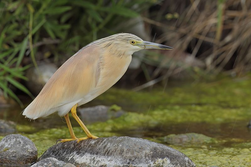 Squacco Heron (Ardeola ralloides)