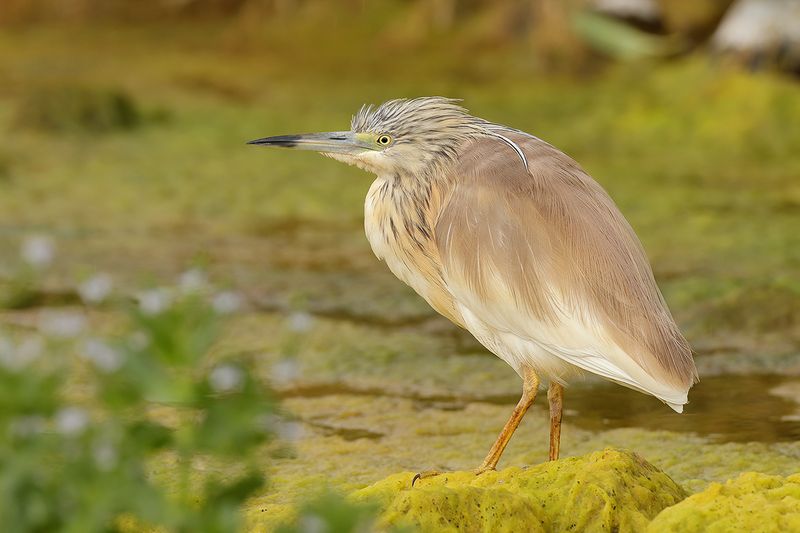 Squacco Heron (Ardeola ralloides)