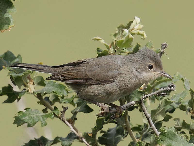 Eastern Subalpine Warbler (Sylvia cantillans ssp. albistriata)