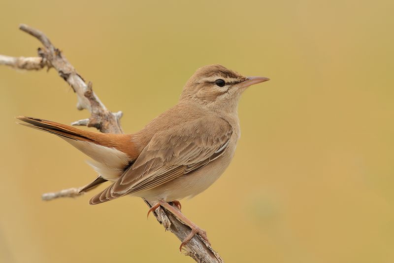 Eastern Rufous-tailed Scrub-robin (Cercotrichas galactotes)