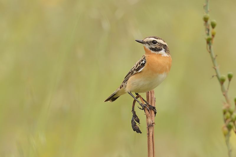 Whinchat (Saxicola rubetra)