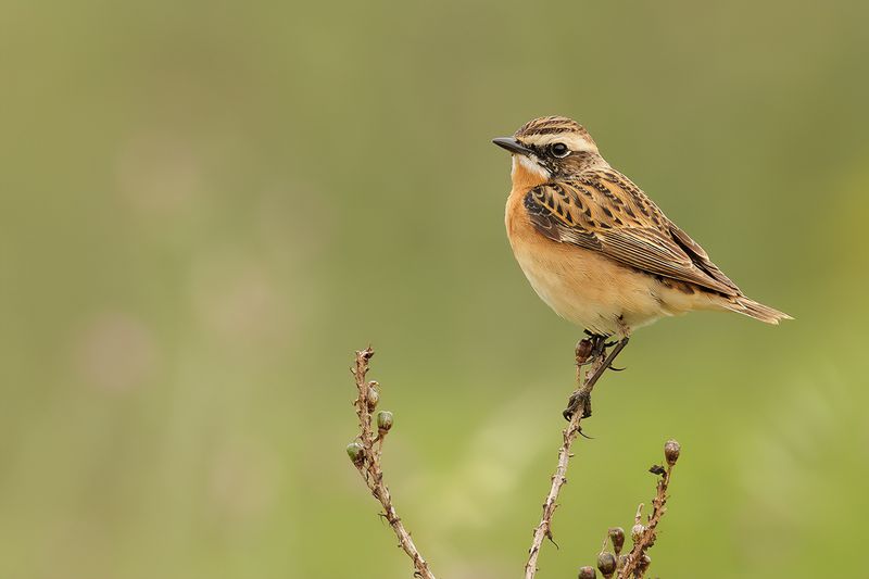 Whinchat (Saxicola rubetra)