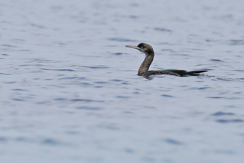 European shag (Phalacrocorax aristotelis SSP. desmarestii)