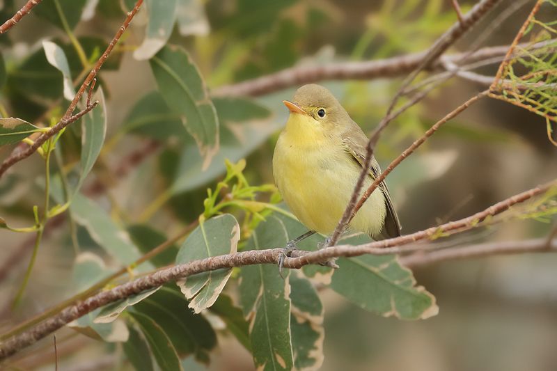 Icterine Warbler (Hippolais icterina)