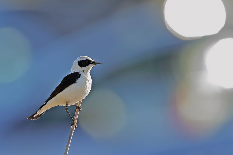 Eastern Black-eared Wheatear (Oenanthe melanoleuca)