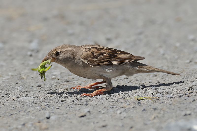 Spanish Sparrow (Passer hispaniolensis)