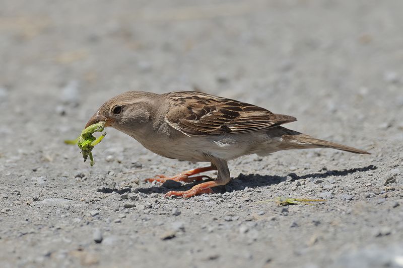 Spanish Sparrow  (Passer hispaniolensis)