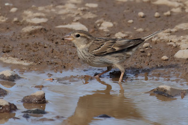 Spanish Sparrow (Passer hispaniolensis)