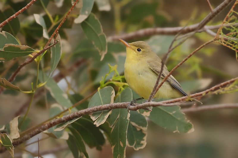 Icterine Warbler (Hippolais icterina)