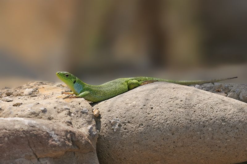 East-Aegean Giant Emerald Lizard (Lacerta diplochondrodes)