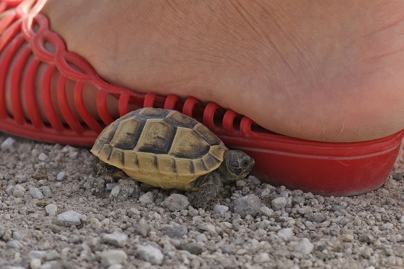 Spur-thighed Tortoise - Testudo graeca graeca