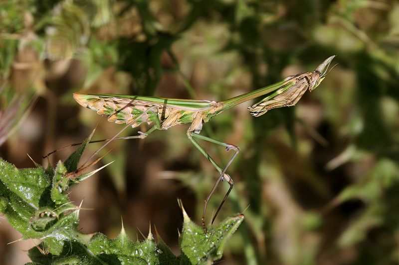 Empusa fasciata - Conehead mantid