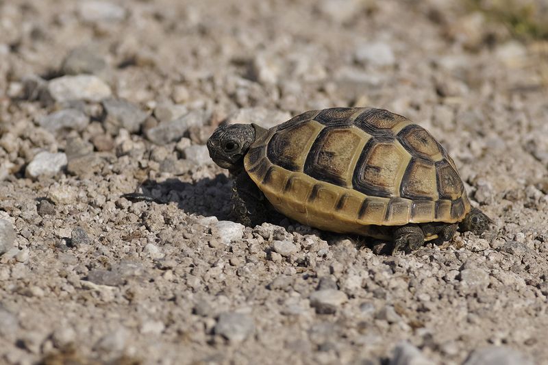 Spur-thighed Tortoise - Testudo graeca graeca